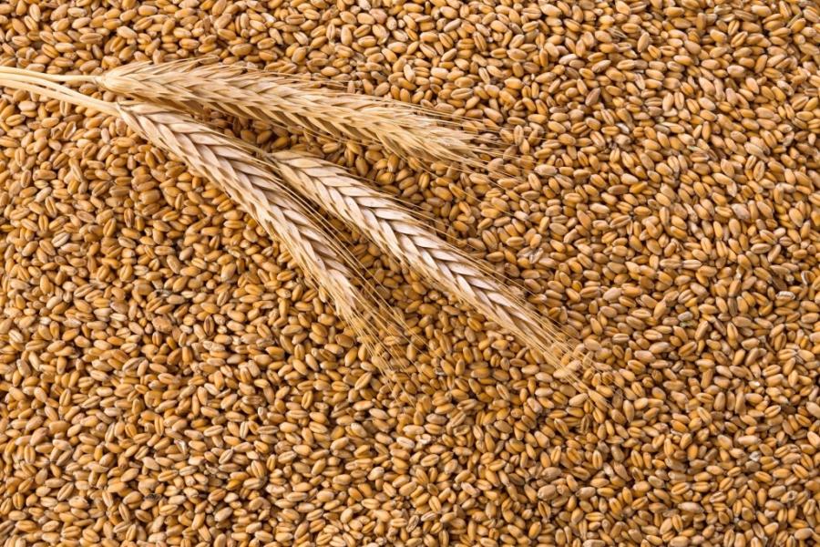 28 марта текущего года состоялся вебинар «Требования к экспорту зерна в части карантинного фитосанитарного контроля и обеспечения качества и безопасности зерна»