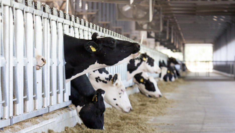 Вебинар по развитию молочного животноводства